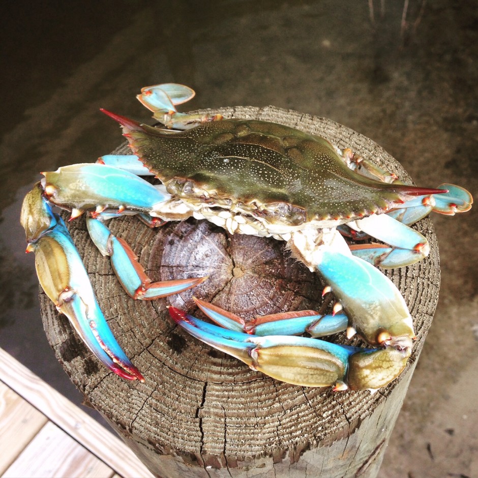 Succulent, classic Crab Louie salad is fast and easy Hungry for Louisiana