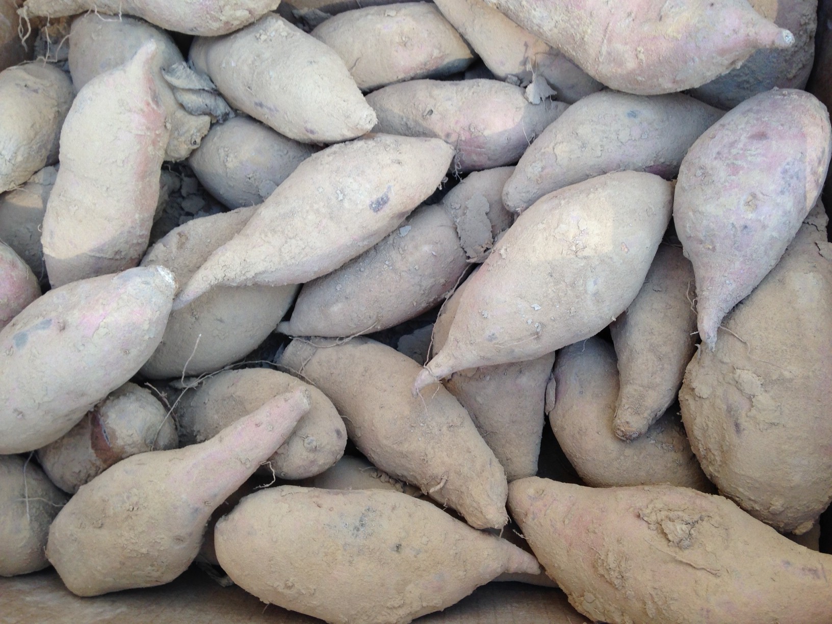 Truly, madly, dirty…sweet potato myths revealed – Hungry for Louisiana
